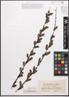 Foto von Salix caprea L. x Salix purpurea L.